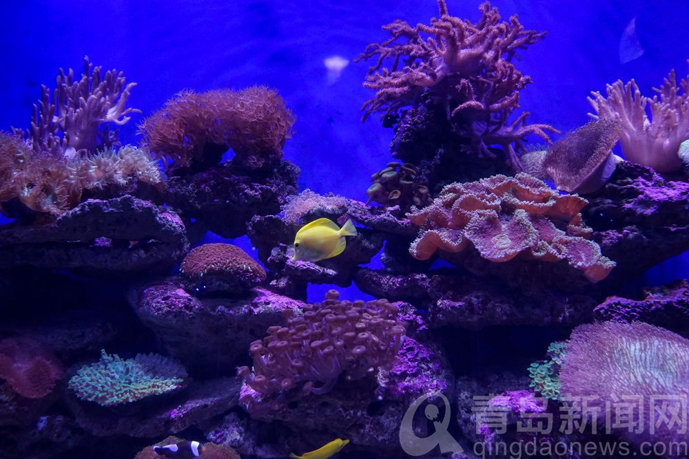 打卡青岛水族馆 认识青岛认识海洋从这里开始吧