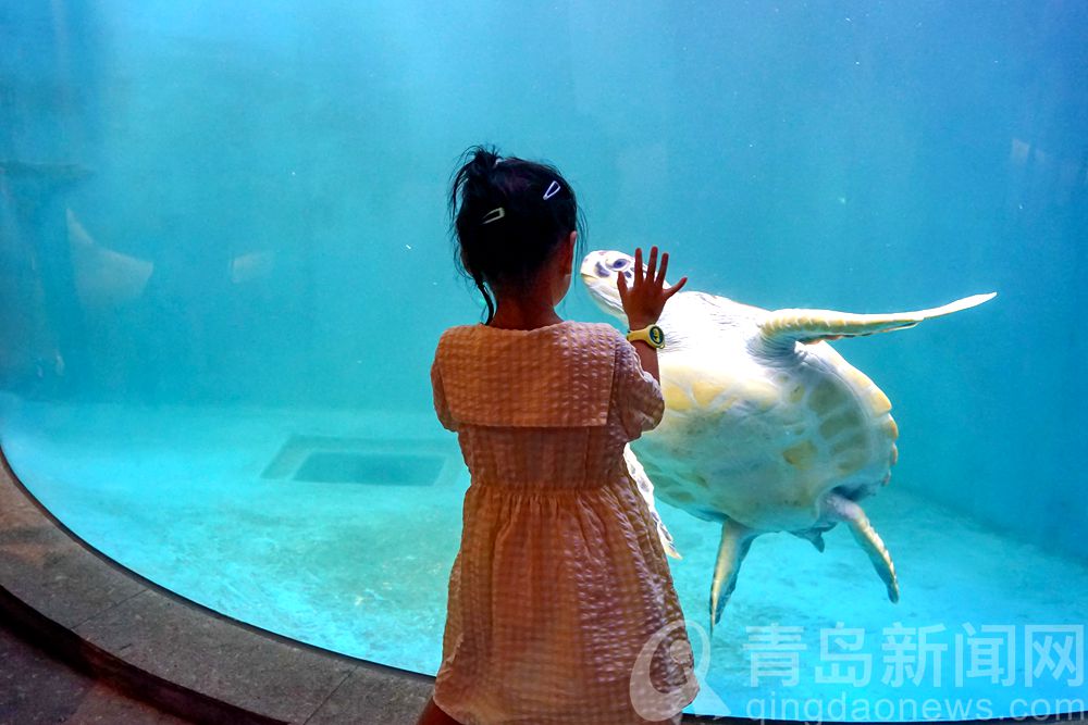 打卡青岛水族馆 认识青岛认识海洋从这里开始吧