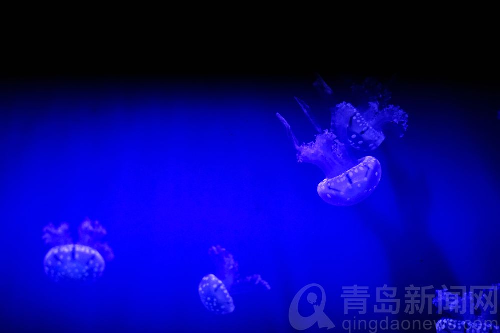 打卡青岛水族馆 认识青岛认识海洋从这里开始吧