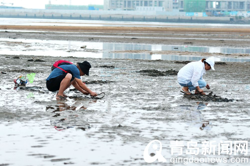 赶海 青岛一个十分诱人大有发展潜力的旅游项目