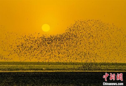 辽宁营口湿地 候鸟起舞呈“鸟浪”奇观