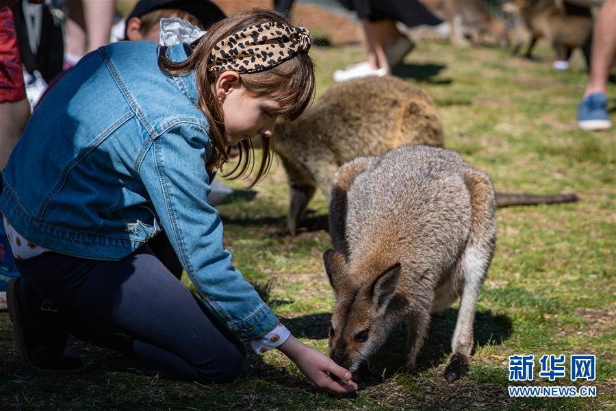 澳大利亚悉尼多家动物园恢复营业