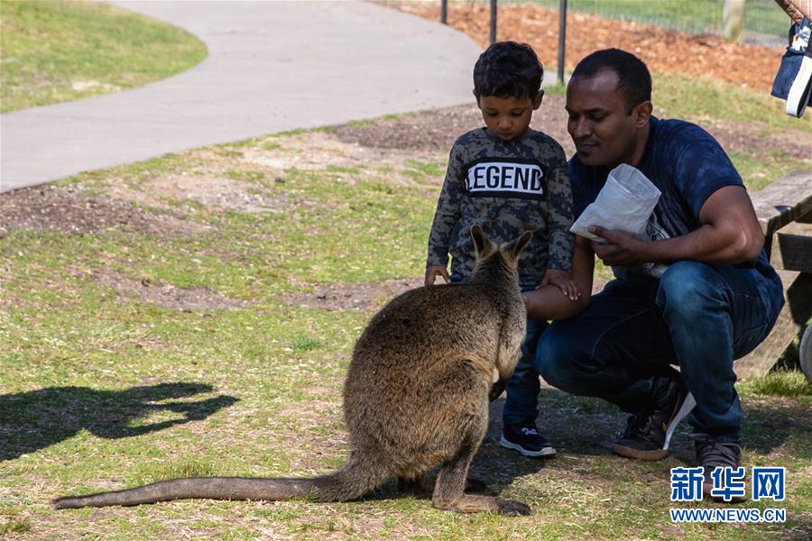 澳大利亚悉尼多家动物园恢复营业