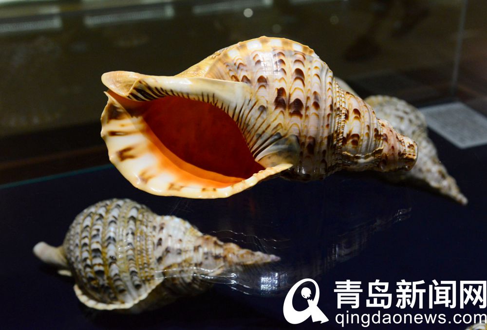 青岛贝壳博物馆 展藏来自四大洋五大洲60多个国家
