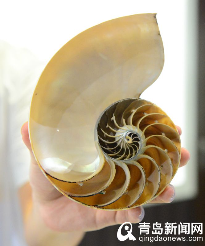 青岛贝壳博物馆 展藏来自四大洋五大洲60多个国家