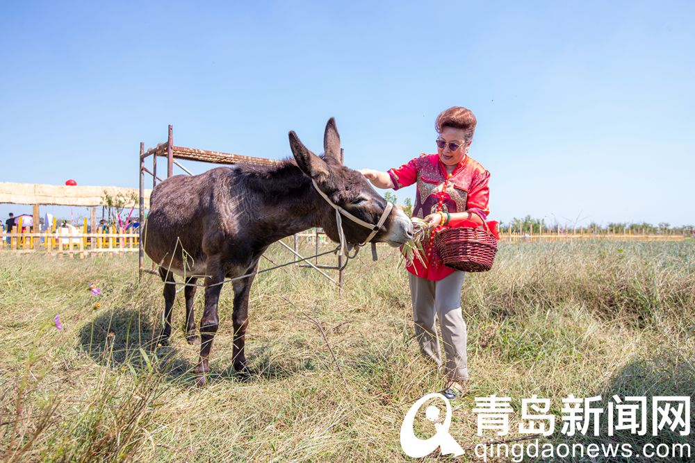 秋游即墨大丰收合作社 田园风光乡村美食乡土游戏等你