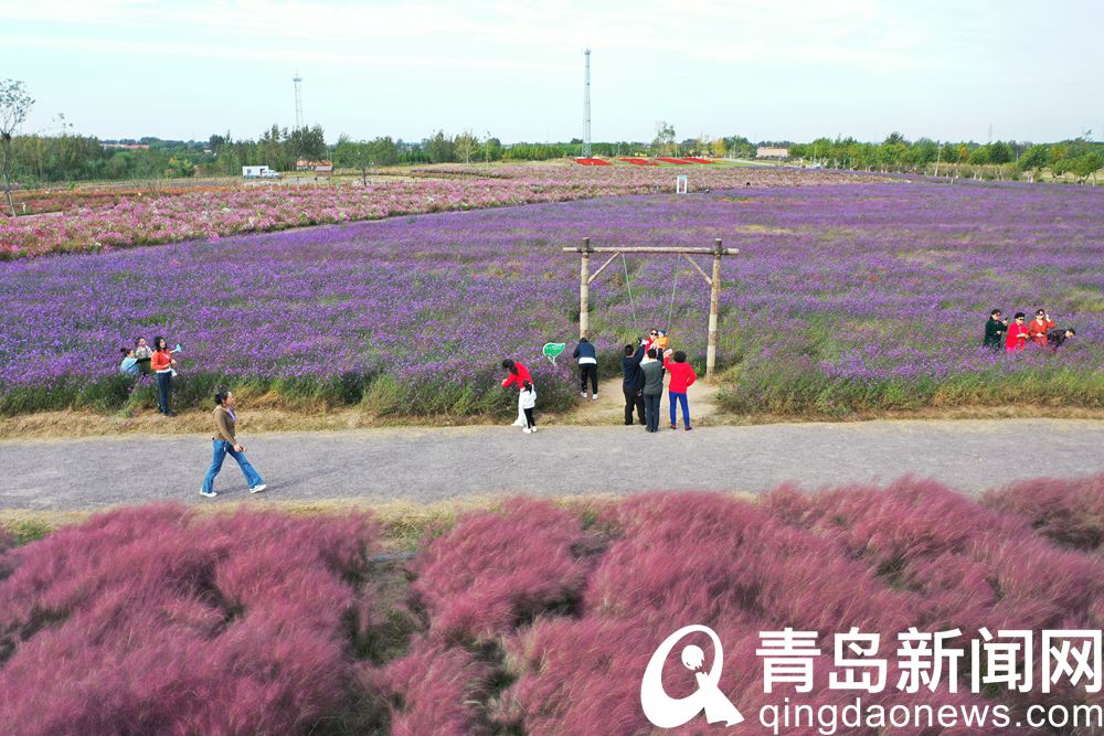 【秋游青岛】即墨龙泉 美丽乡村处处是 游人打卡忙不停