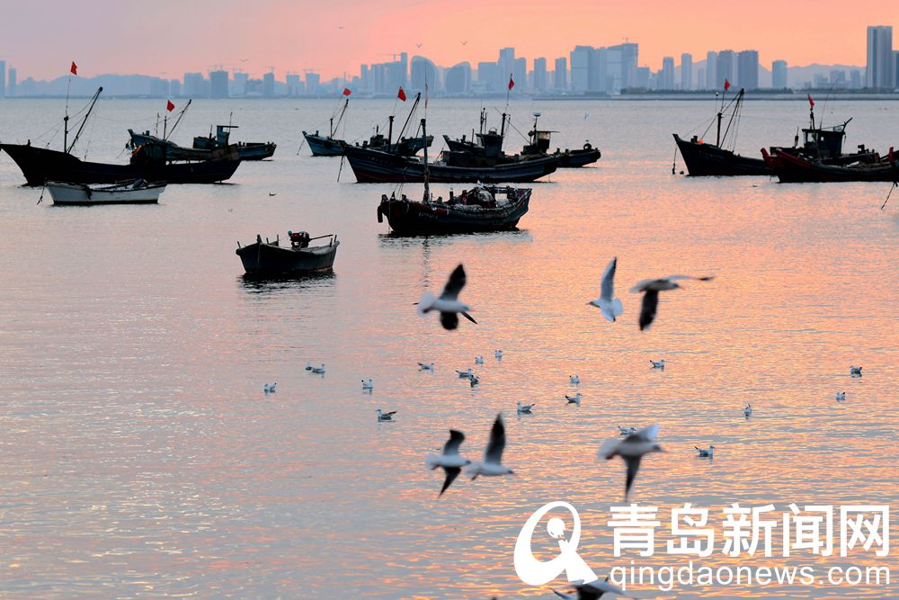 【秋游青岛】顾家岛码头 观赏渔舟唱晚美丽景色的好地方