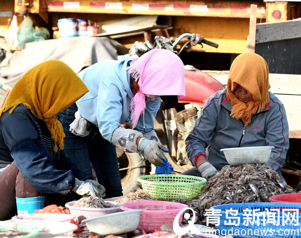 【秋游青岛】顾家岛码头 观赏渔舟唱晚美丽景色的好地方