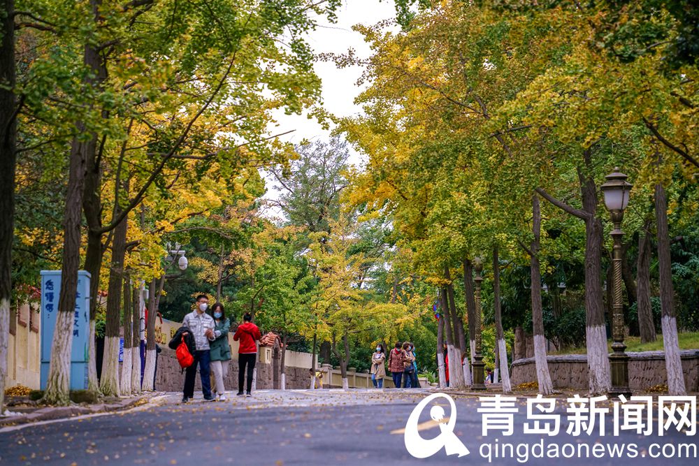 青岛八大关居庸关路 银杏叶黄得已经格外漂亮了