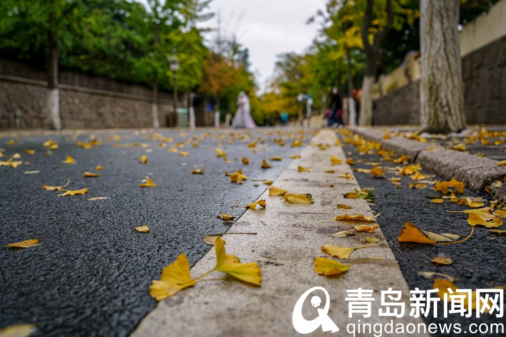 青岛八大关居庸关路 银杏叶黄得已经格外漂亮了
