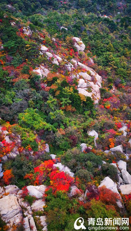 【秋游青岛】航拍崂山巨峰 层林尽染美如画