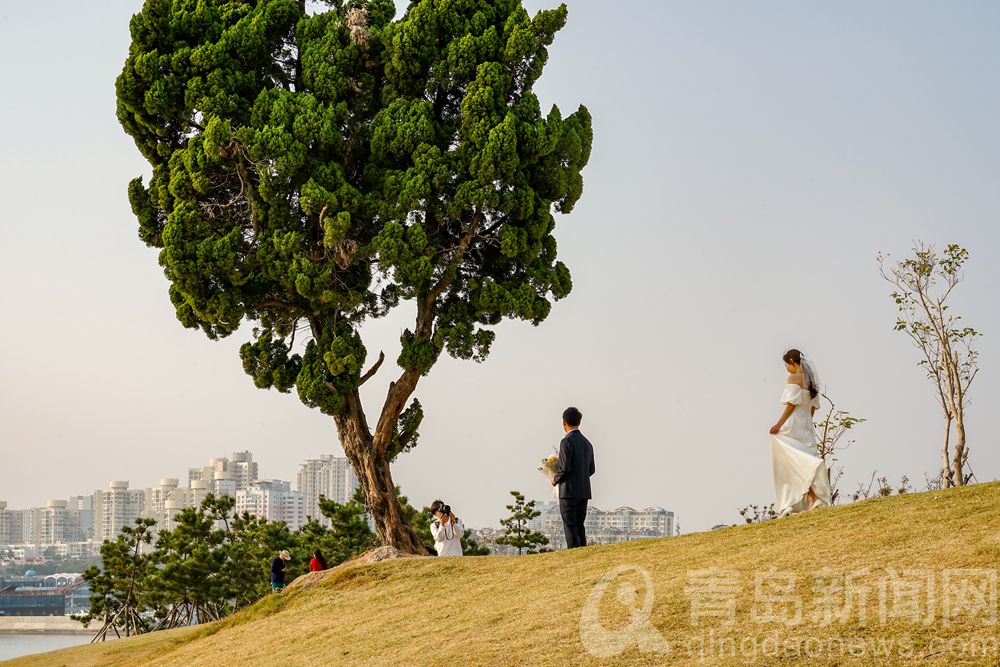 【秋游青岛】绿草地被秋风染黄 金秋小麦岛游人打卡忙