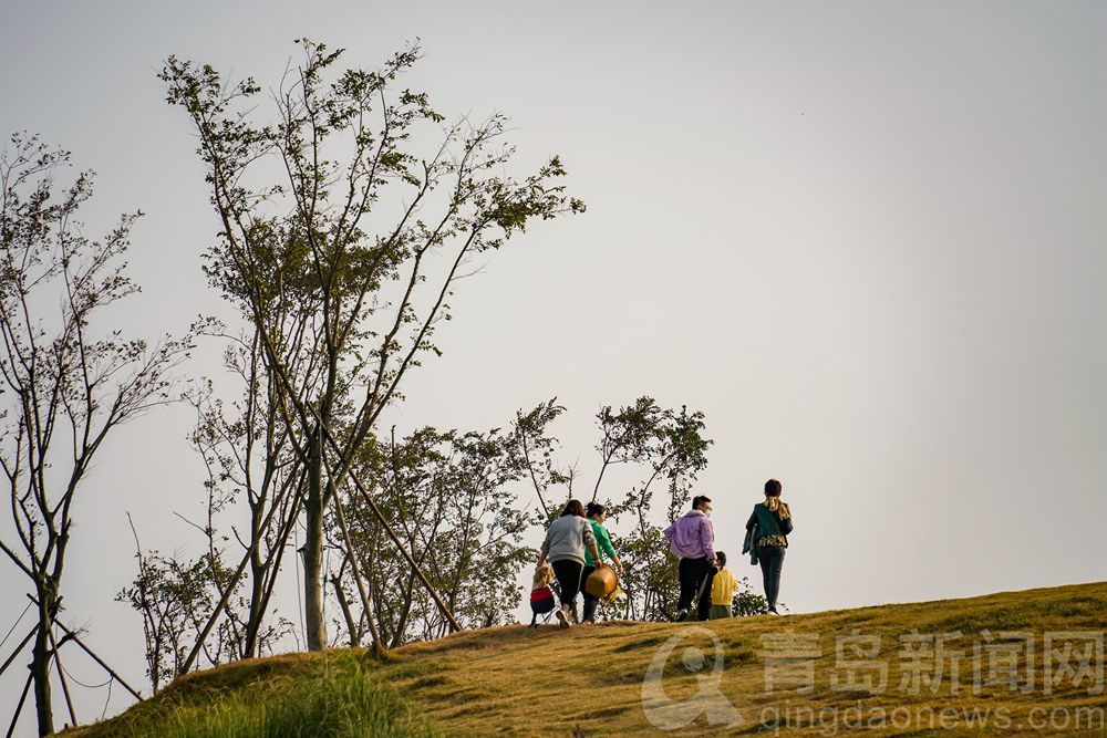 【秋游青岛】绿草地被秋风染黄 金秋小麦岛游人打卡忙