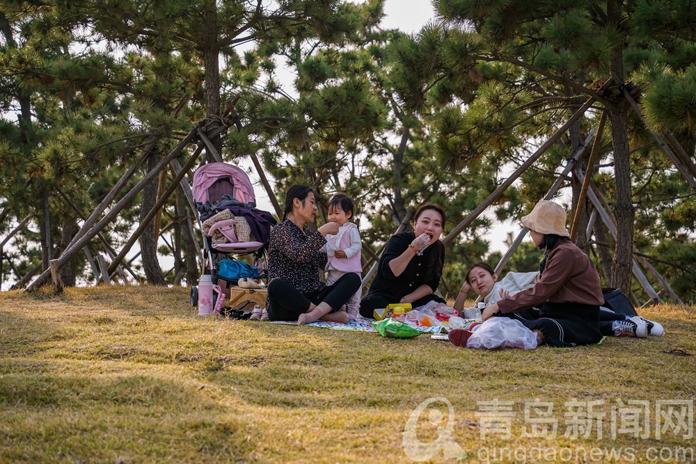 【秋游青岛】绿草地被秋风染黄 金秋小麦岛游人打卡忙