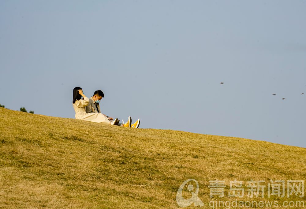 【秋游青岛】绿草地被秋风染黄 金秋小麦岛游人打卡忙