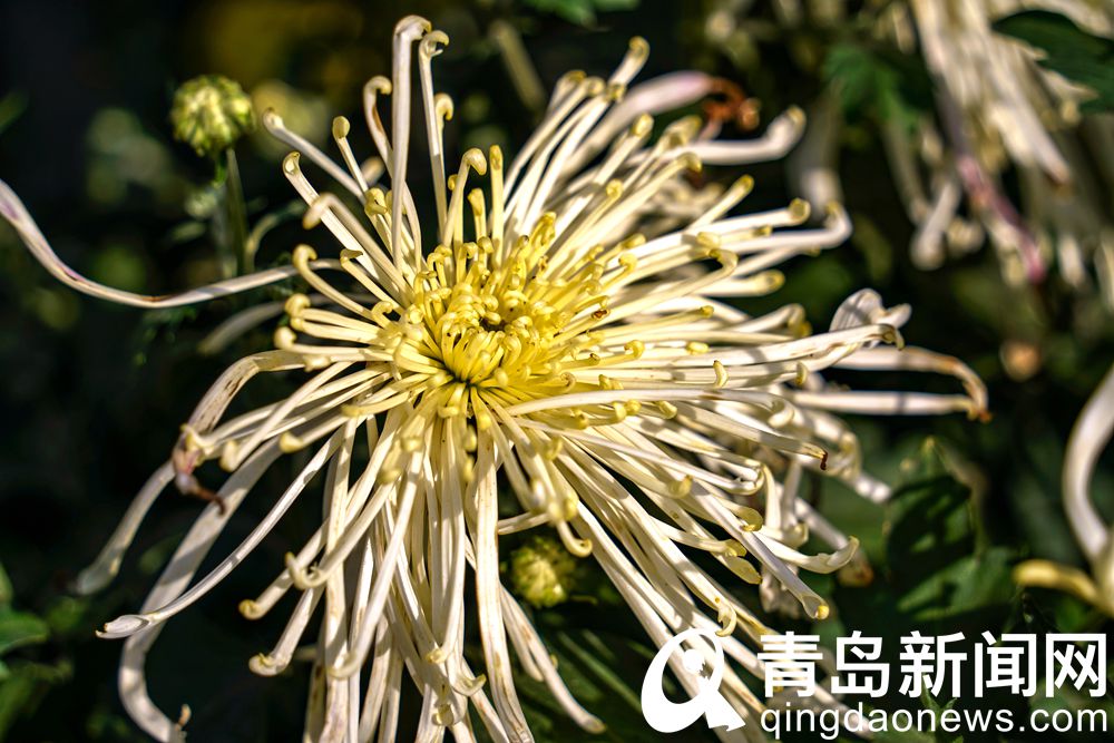 青岛菊展主会场中山公园 千姿百态是菊花