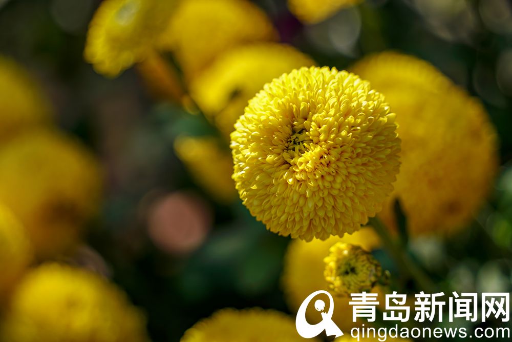 青岛菊展主会场中山公园 千姿百态是菊花