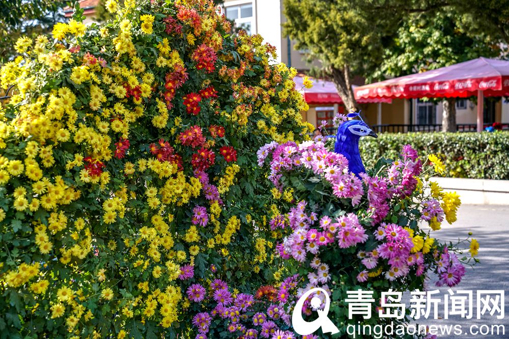 青岛菊展主会场中山公园 千姿百态是菊花