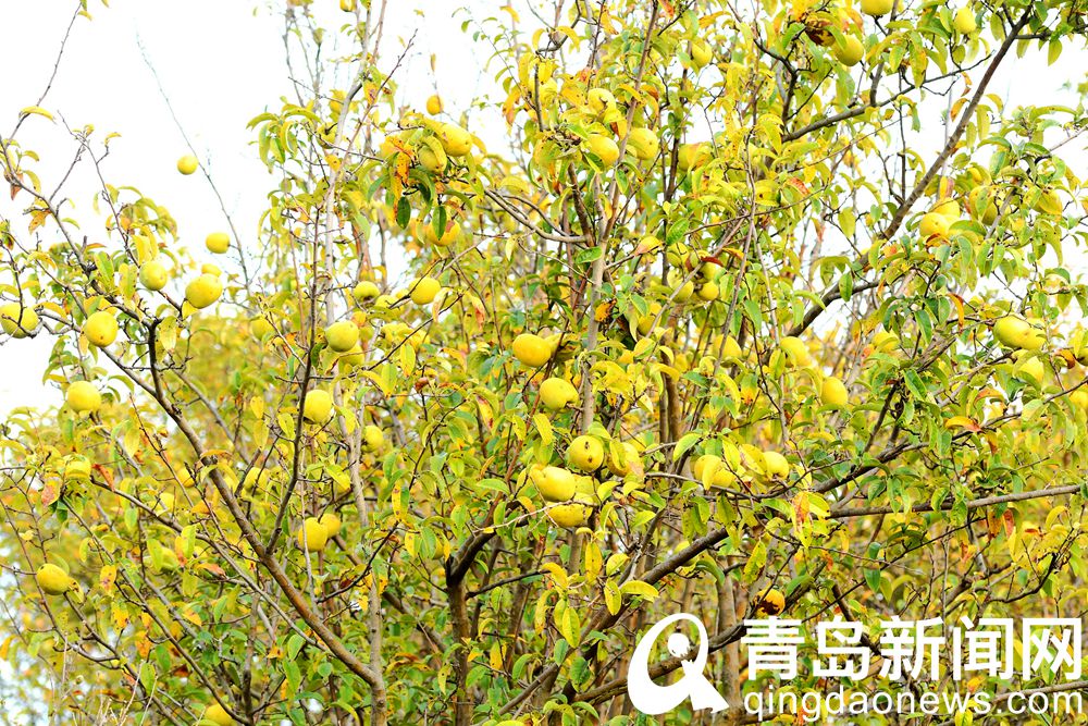 【秋游青岛】秋入唐岛湾 百般景物堪图画