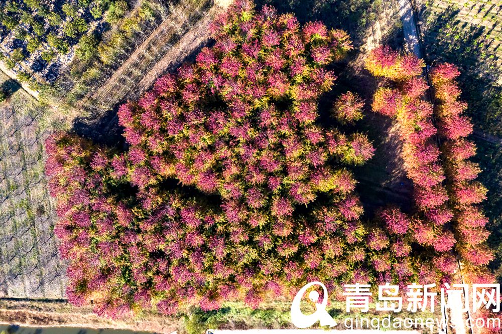 红染秋叶更胜花 张家楼千亩红枫林将进入最佳观赏期