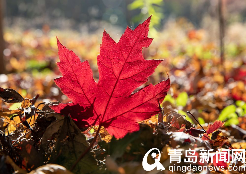 红染秋叶更胜花 张家楼千亩红枫林将进入最佳观赏期