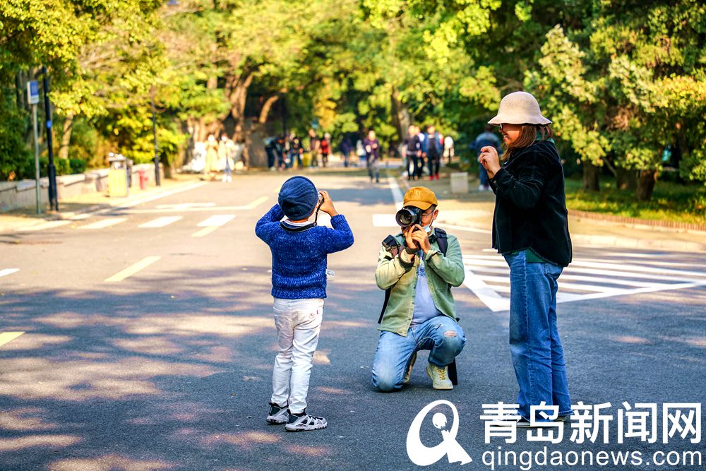 秋风重阳时候 八大关游人兴高采烈赏秋看黄叶