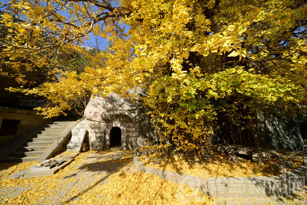 崂山明霞洞 700年银杏古树黄金甲披身