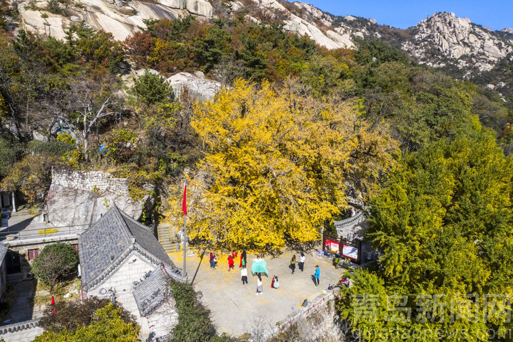 崂山明霞洞 700年银杏古树黄金甲披身