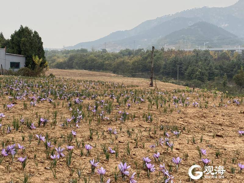 “新物种”盛开！青岛首个藏红花基地迎来丰收