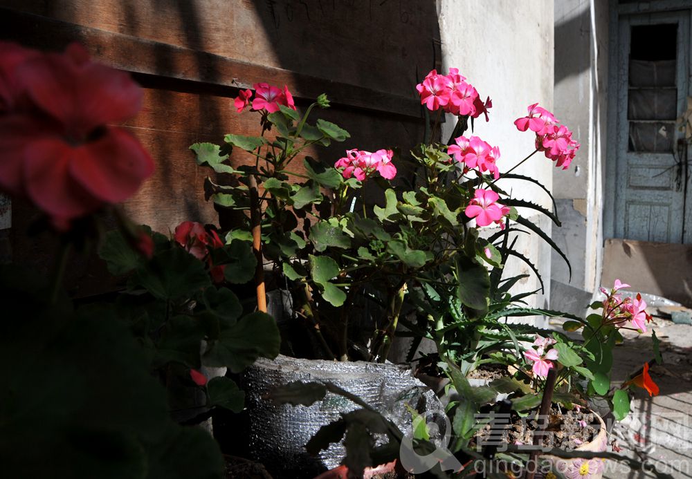 街拍青岛中山路里院 一位80多岁老人养的花开得正艳