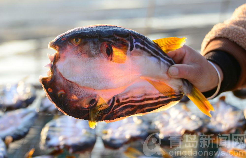 港东渔码头 又迎来了一年中晒鱼的好季节
