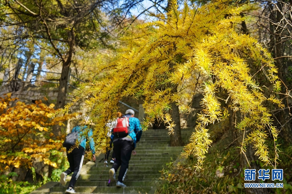 青岛崂山霜叶美景醉游人