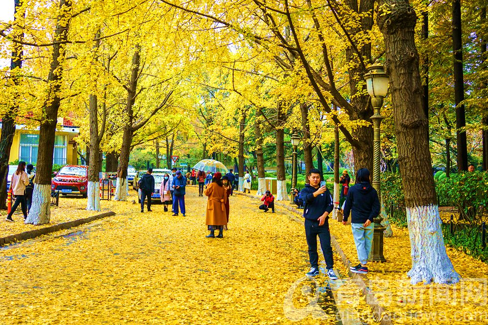 青岛八大关黄叶随雨纷纷落 醉人美景真如画