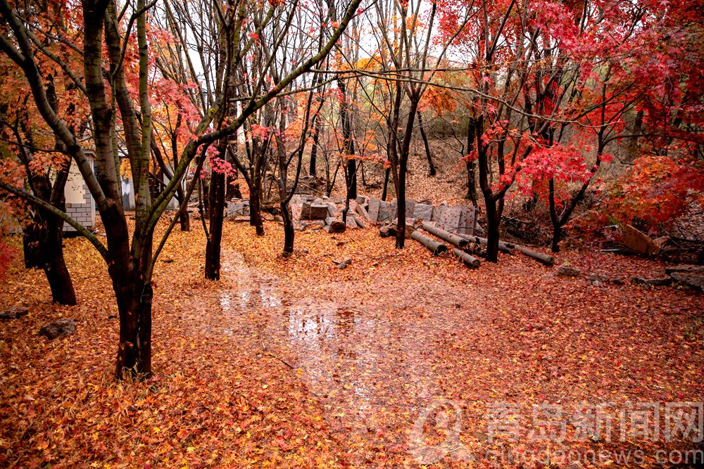 冬雨后的崂山北九水 又见流水淙淙红叶更美丽