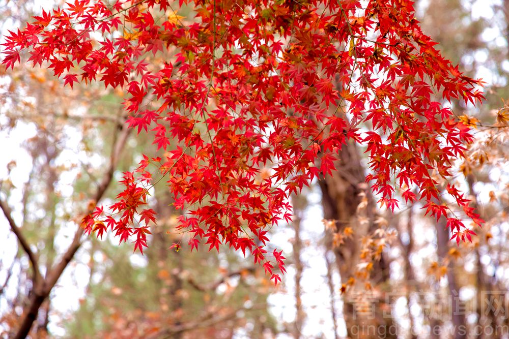 冬雨后的崂山北九水 又见流水淙淙红叶更美丽