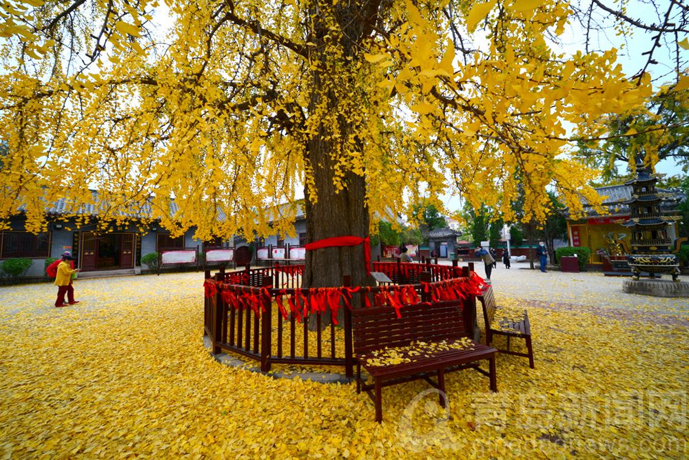 一场冬雨后的法海寺 1600多岁的老银杏树开始落叶了