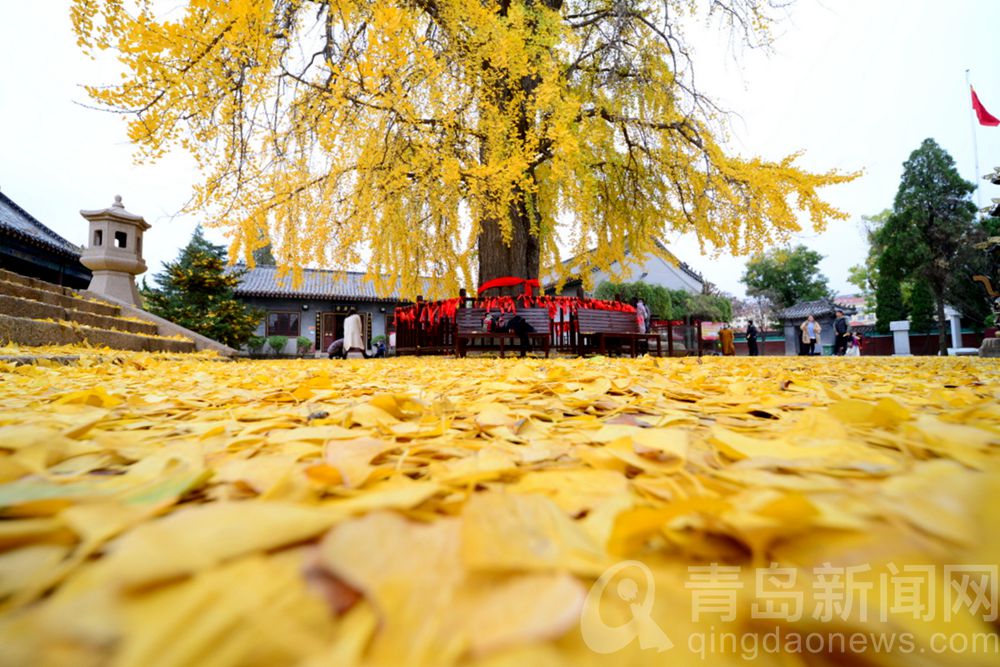 一场冬雨后的法海寺 1600多岁的老银杏树开始落叶了