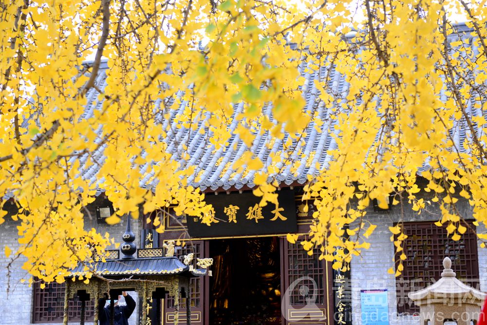 一场冬雨后的法海寺 1600多岁的老银杏树开始落叶了