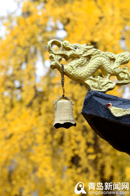 一场冬雨后的法海寺 1600多岁的老银杏树开始落叶了