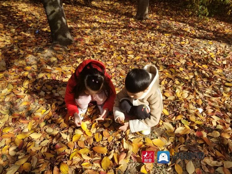 青岛"落叶地图"发布 将举办"落叶缓扫留住秋色"摄影展
