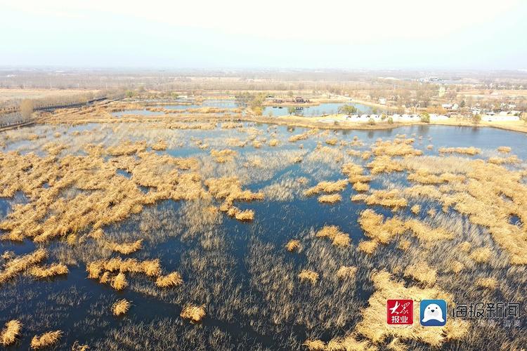 多图直击青岛最大野生动物栖息地：鹿鹤嬉戏芦苇荡 姜山湿地待君来