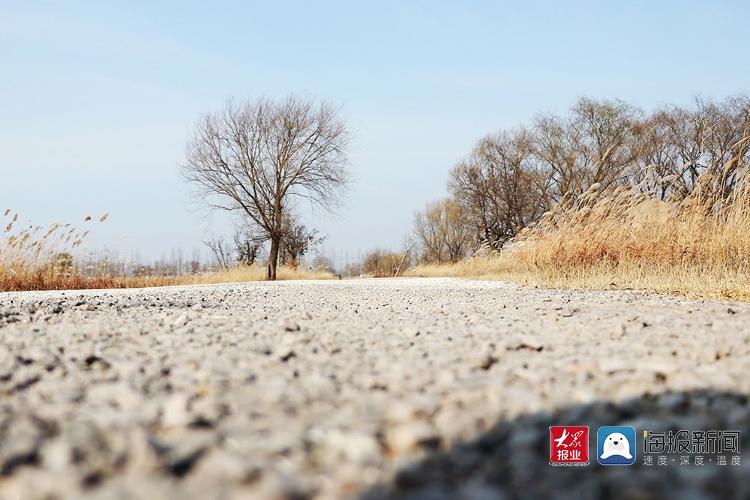 多图直击青岛最大野生动物栖息地：鹿鹤嬉戏芦苇荡 姜山湿地待君来