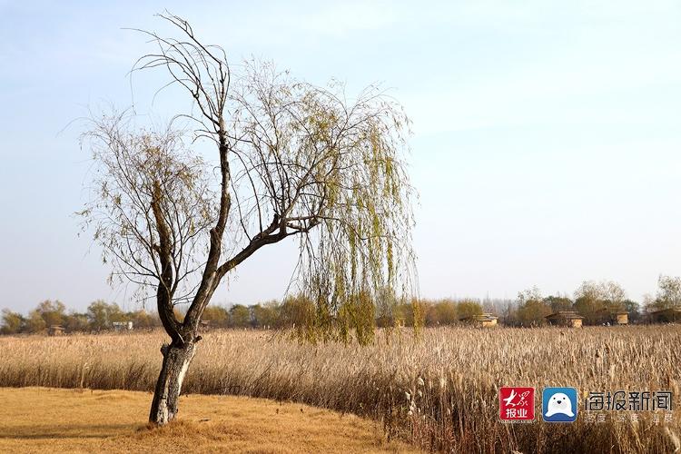 多图直击青岛最大野生动物栖息地：鹿鹤嬉戏芦苇荡 姜山湿地待君来