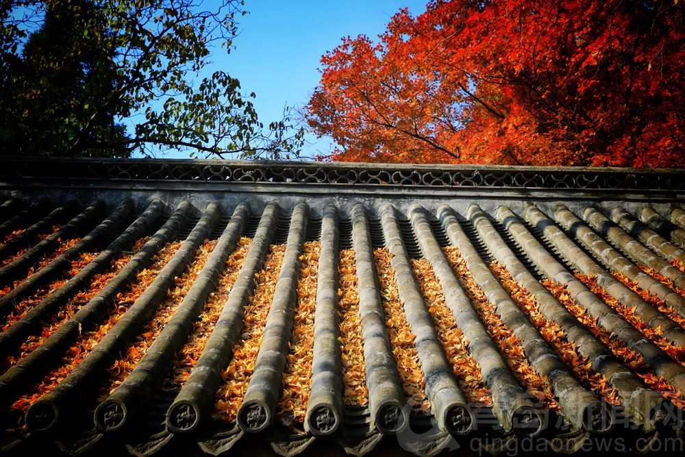 青岛大片：崂山深处太清宫 景色还是好个秋