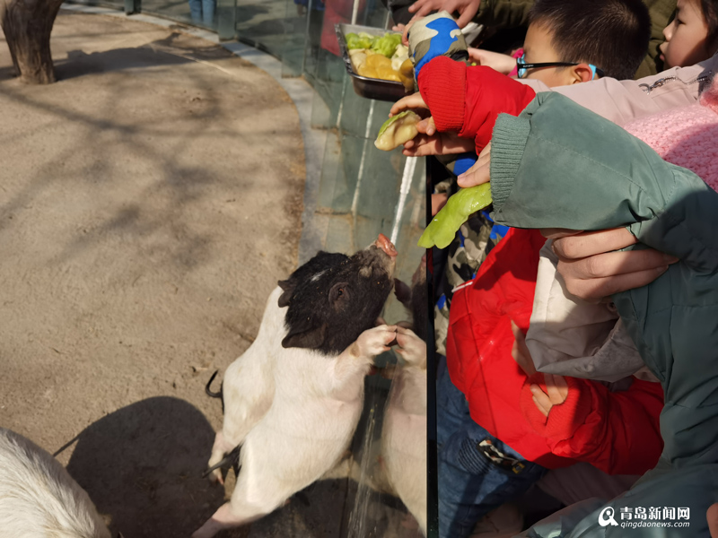 青岛萌宠小年吃上热饺子 牛年出生免门票游动物世界