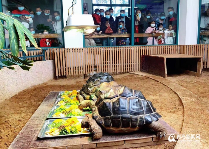 8.5元就能看国宝 青岛动物园门票17年不涨价被称“良心动物园”