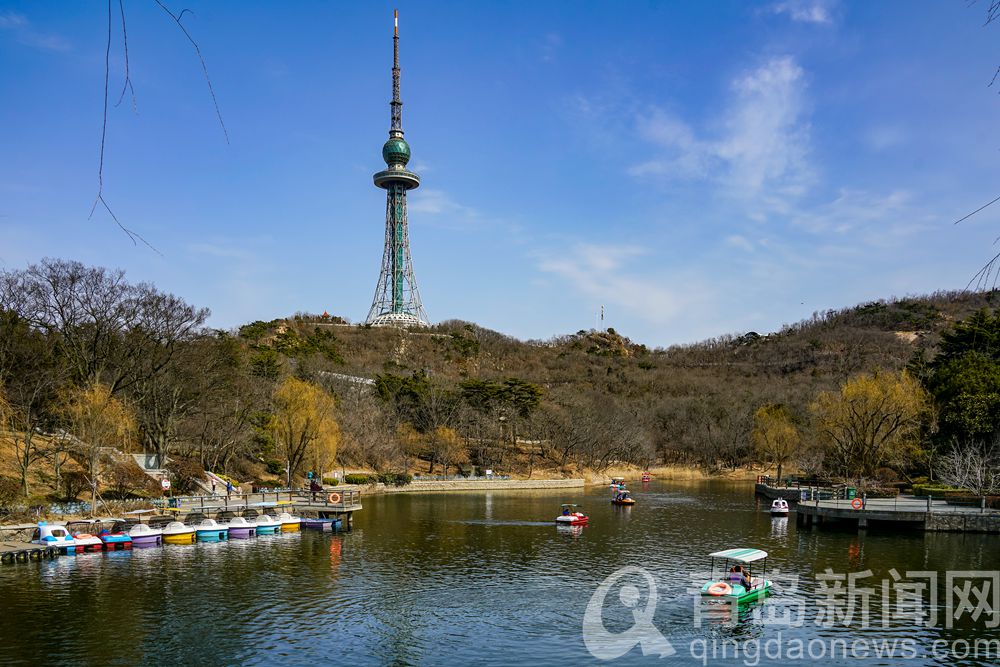 霓裳片片俏枝头 青岛中山公园玉兰花开了