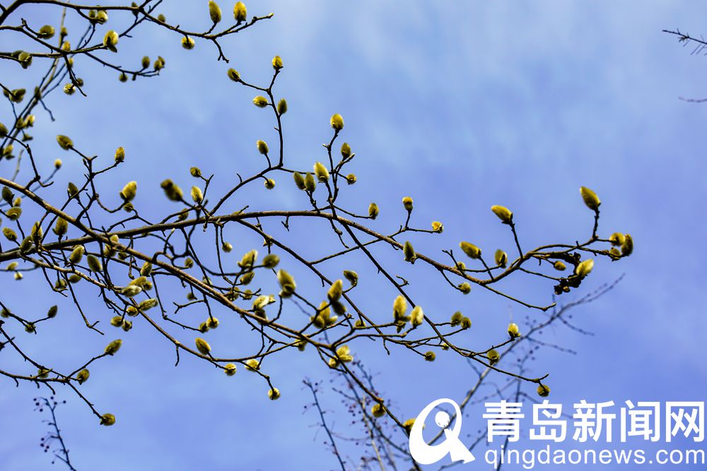 霓裳片片俏枝头 青岛中山公园玉兰花开了