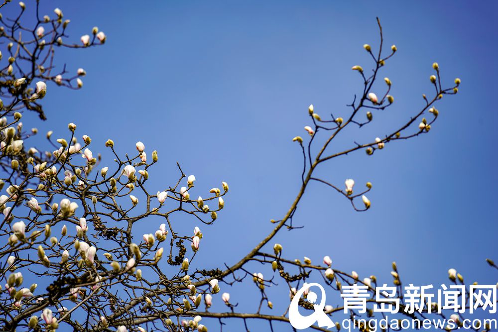 霓裳片片俏枝头 青岛中山公园玉兰花开了